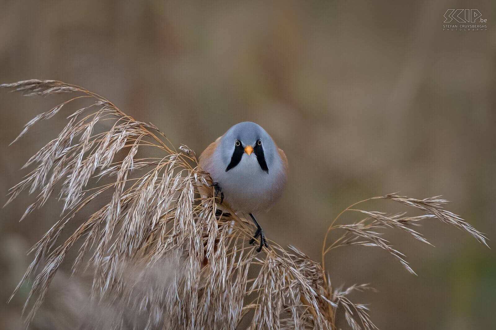Bearded readlings The bearded reedling can only be found in reed fields, they are quite social and are usually seen in groups of up to several dozen birds. The adult male has characteristic black 'moustache'. Stefan Cruysberghs